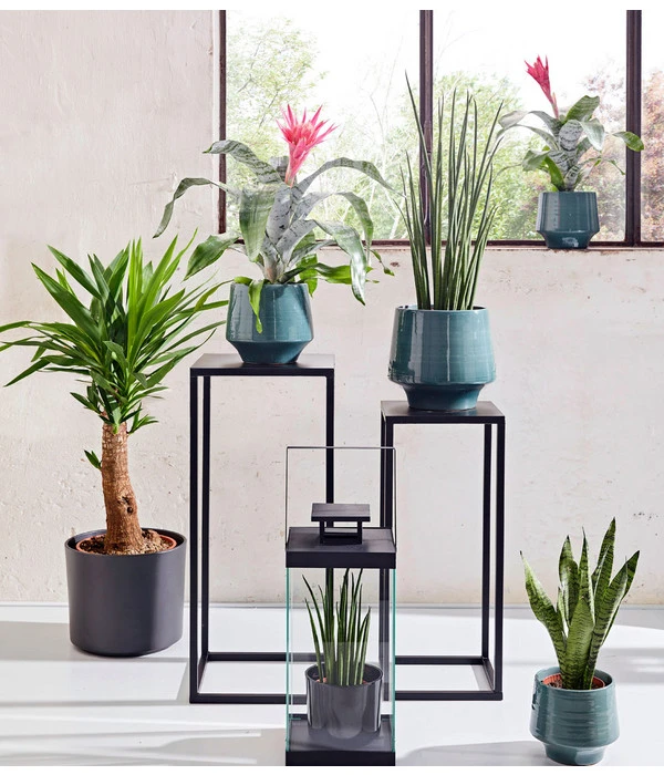 Bogenhanf - Sansevieria Cylindrica 'Mikado' – Bild 4