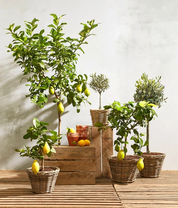 Olive, Ministamm – Bild 2