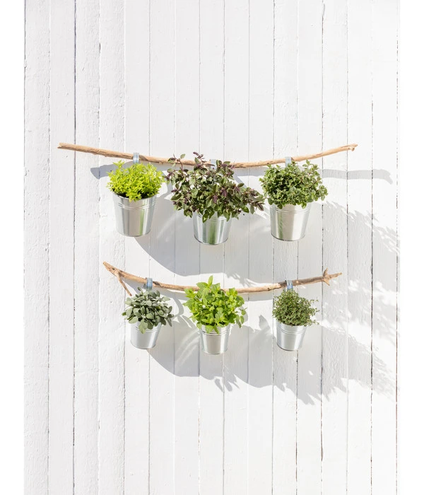 Dehner Gourmet Garten Strauchbasilikum 'Magic Blue' – Bild 4