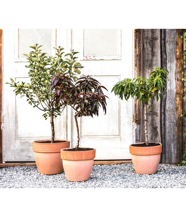 Zwergsauerkirsche 'Griotella' – Bild 2