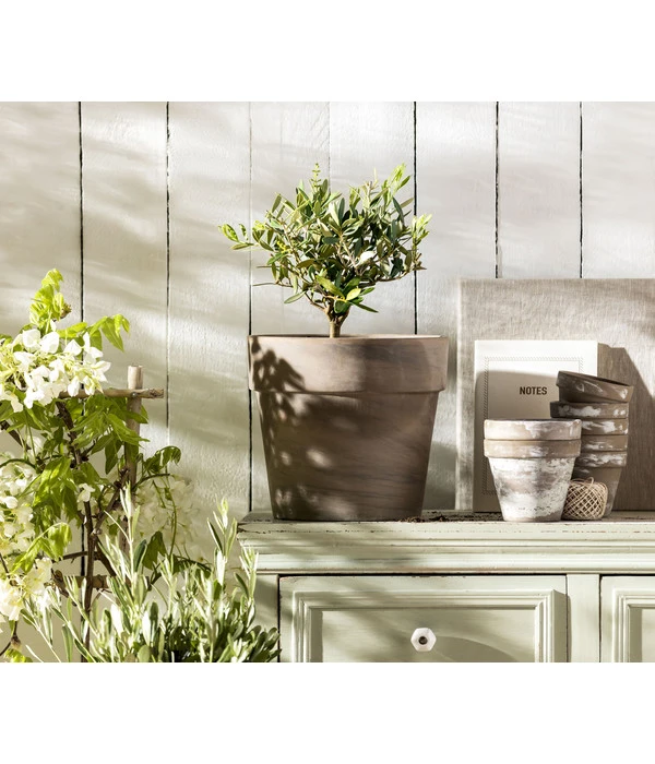 Olive, Busch – Bild 2