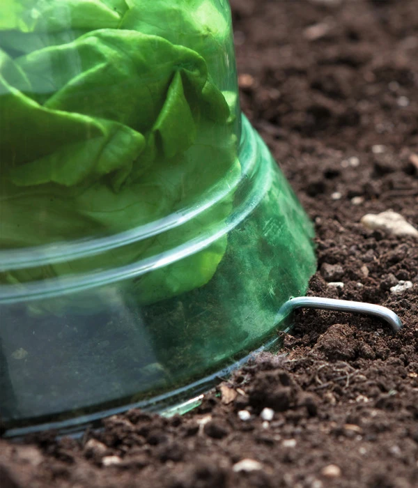 Windhager Pflanzenhut, Ø24 Cm, 10 Stk. – Bild 6