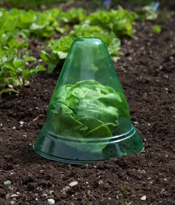 Windhager Pflanzenhut, Ø24 Cm, 10 Stk. – Bild 5