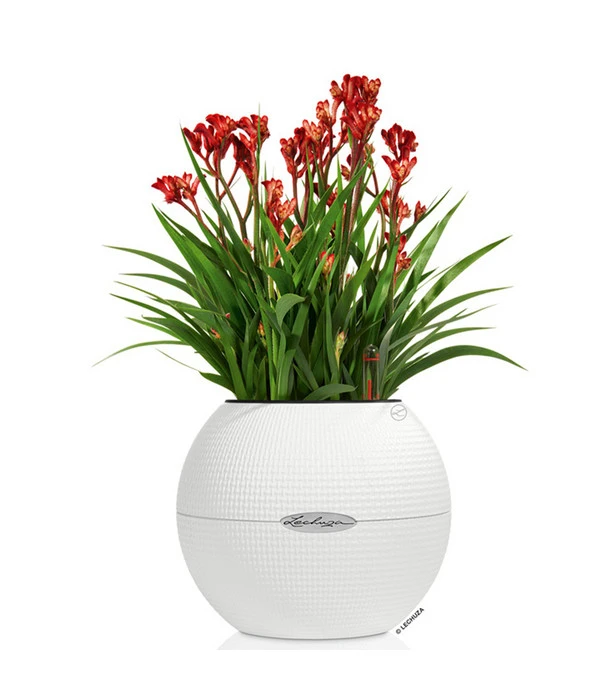 LECHUZA® PURO Color, All-in-One-Set, Rund, Ca. Ø20 Cm – Bild 2