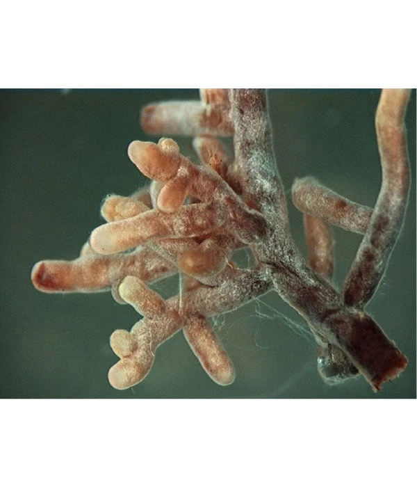 Mykorrhiza Soluble, 30 G – Bild 3