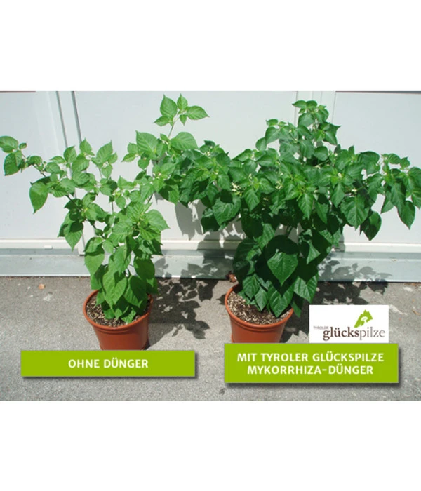 Mykorrhiza Soluble, 30 G – Bild 2