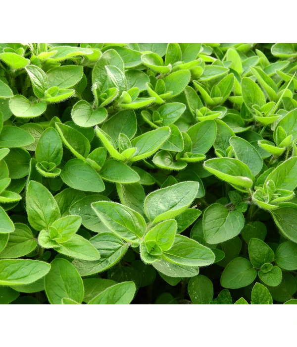 Dehner Gourmet Garten Majoran, Einjährig – Bild 3