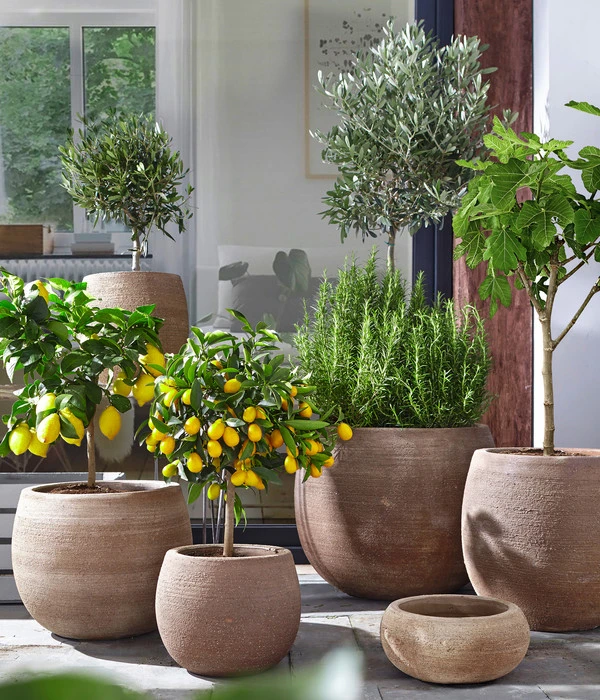 Olive, Ministamm – Bild 3