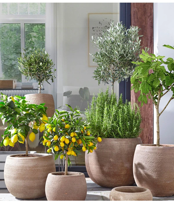 Feige, Hell – Bild 3