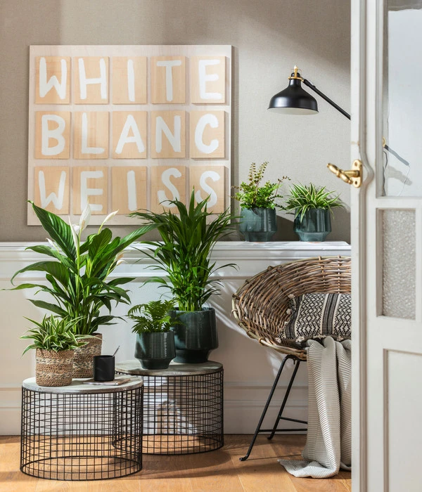 Goldfruchtpalme - Dypsis Lutescens – Bild 4