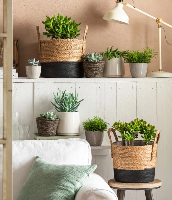 Dickblatt - Crassula Cultivars, Verschiedene Sorten – Bild 5