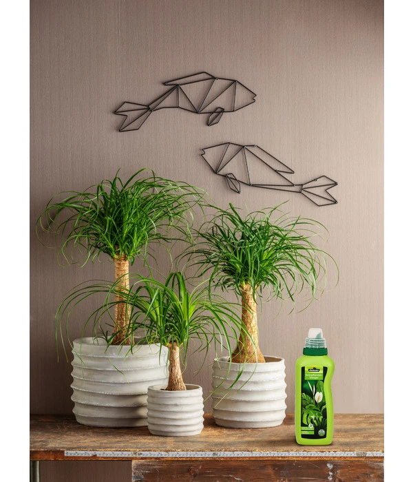 Dehner Grünpflanzen-Dünger, Flüssig, 500 Ml – Bild 2