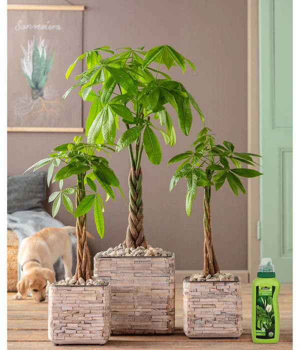 Dehner Grünpflanzen-Dünger, Flüssig, 500 Ml – Bild 3