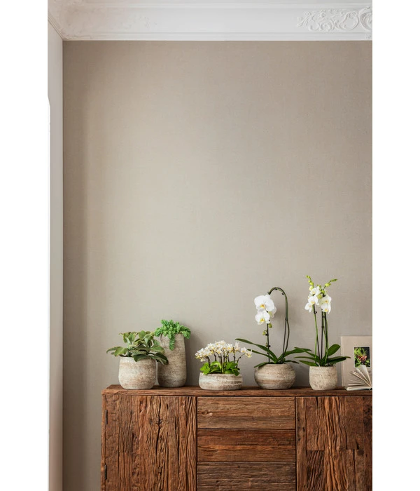 Elefantenohr - Kalanchoe Beharensis – Bild 3