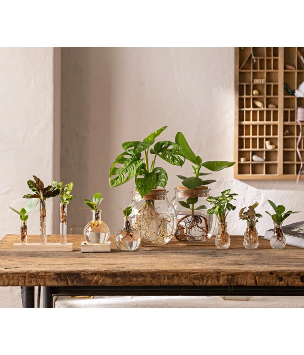 Waterplant Balsamapfel Im Kugelglas - Clusia Rosea 'Princess', Ca. 30 Cm – Bild 2