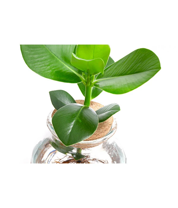 Waterplant Balsamapfel Im Kugelglas - Clusia Rosea 'Princess', Ca. 30 Cm – Bild 4