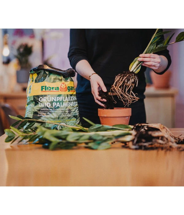Floragard Aktiv Grünpflanzen- Und Palmenerde – Bild 2