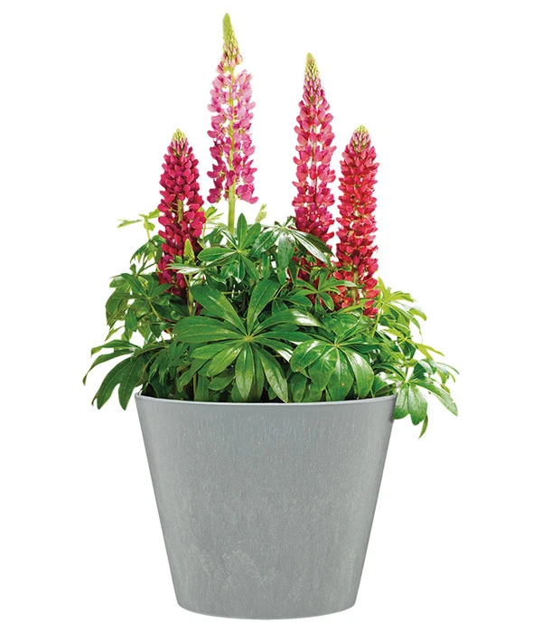 Scheurich Kunststoff-Topf Purista+, Rund – Bild 2