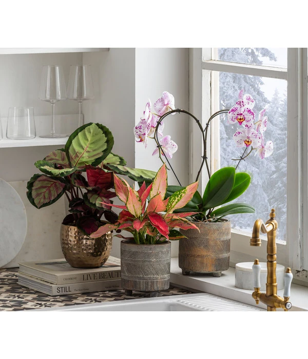 Dehner Beton-Übertopf Nola, Rund, Grau-kupfer – Bild 6