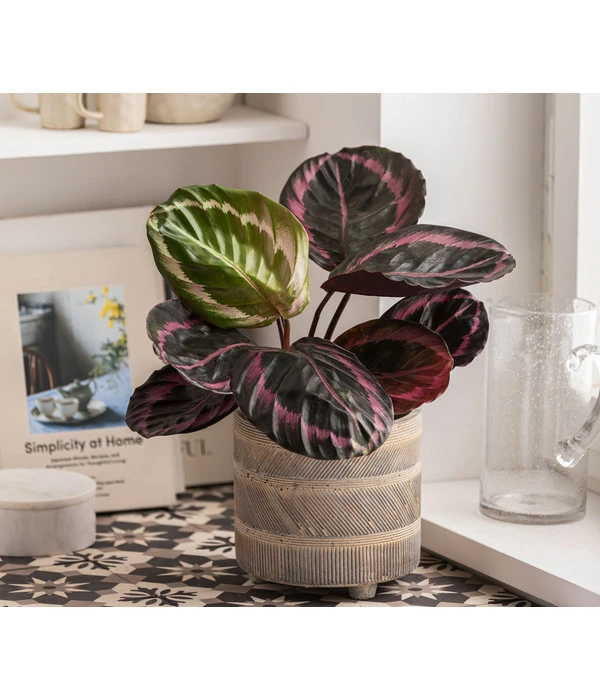 Dehner Beton-Übertopf Nola, Rund, Grau-kupfer – Bild 5