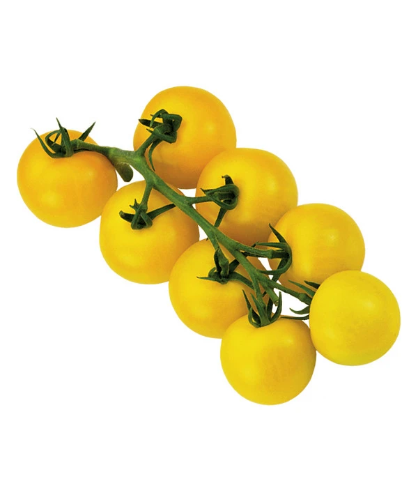 Sonnenparadeiser, Gelb – Bild 3