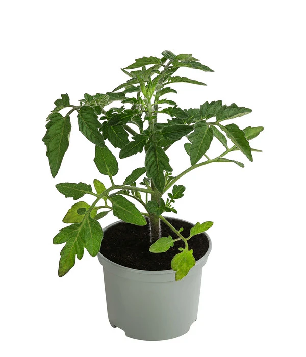 Sonnenparadeiser, Gelb – Bild 2