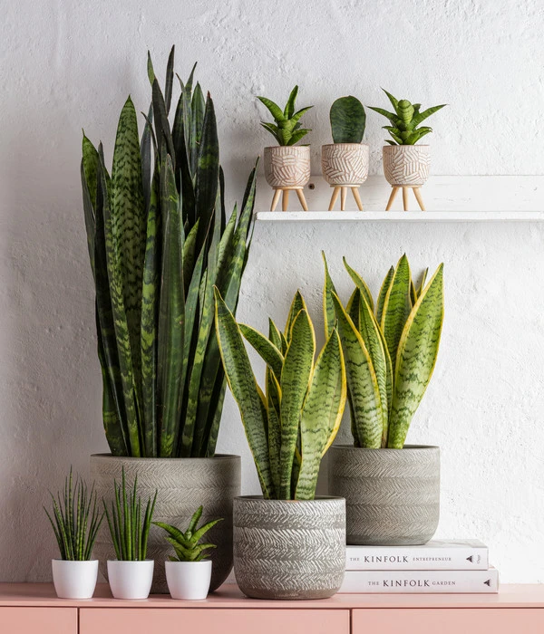 Dehner Beton-Übertopf Gaby, Rund, Ca. Ø7,5 Cm – Bild 3