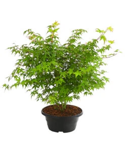 Fächerahorn 'Little Princess', Schale