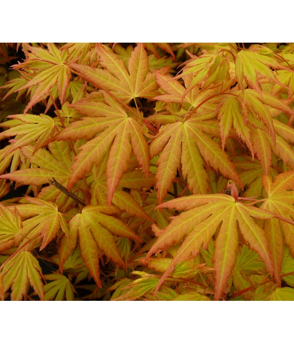 Fächerahorn 'Orange Dream' – Bild 3