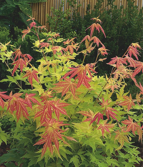 Fächerahorn 'Orange Dream' – Bild 2