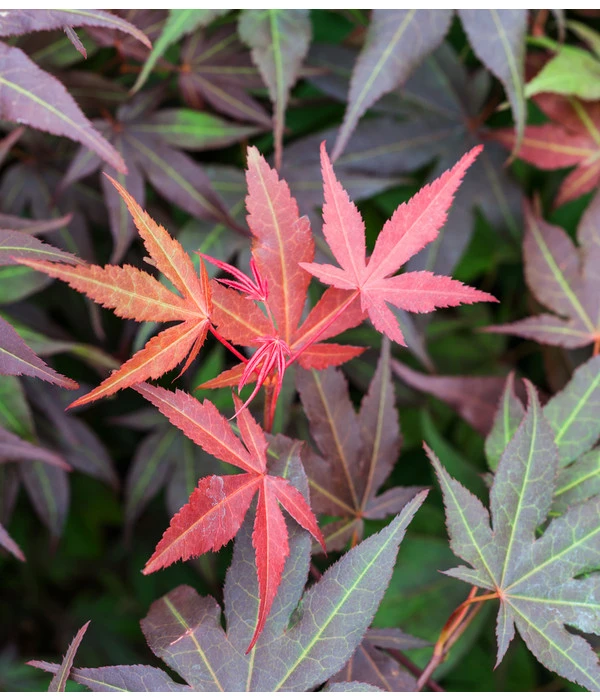 Japanischer Fächerahorn 'Atropurpureum' – Bild 4