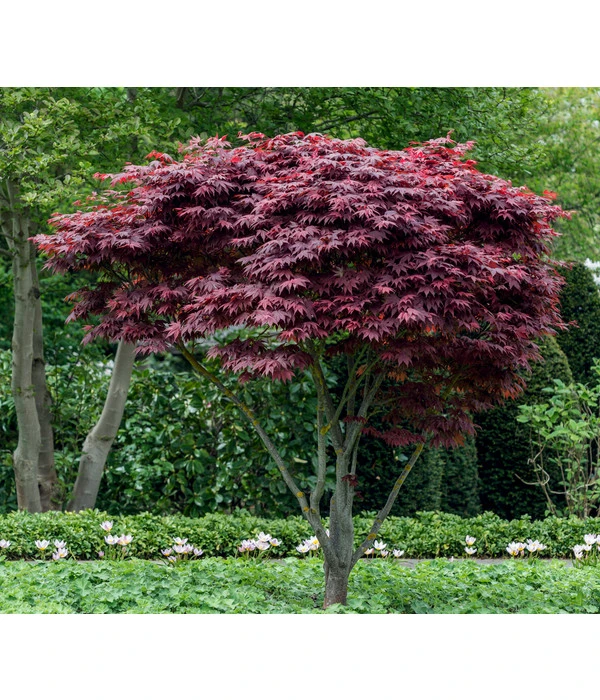Japanischer Fächerahorn 'Atropurpureum' – Bild 2