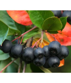 Apfelbeere, Aronia 'Nero'