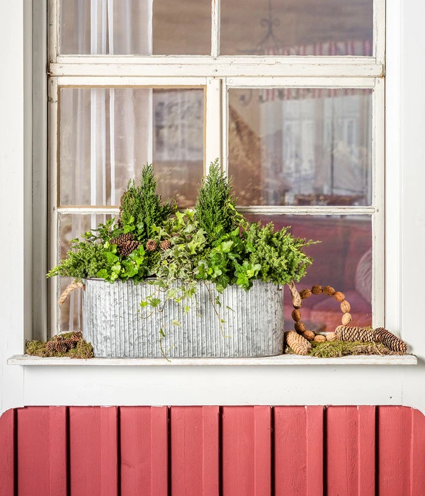 Efeu, Weißbunt – Bild 2