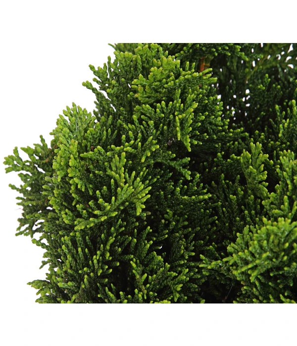 Zwerg-Muschelzypresse 'Nana Gracilis' – Bild 3