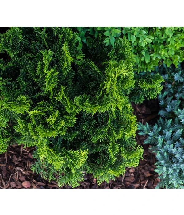 Zwerg-Muschelzypresse 'Nana Gracilis' – Bild 2