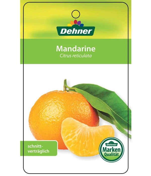 Mandarine – Bild 5