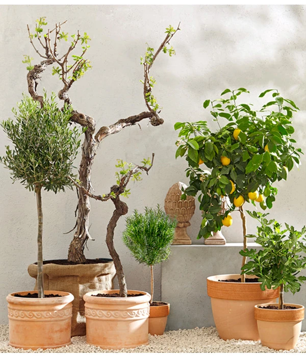 XXL Weinrebenstamm, Ca. 200-220 Cm, Verschiedene Sorten – Bild 2