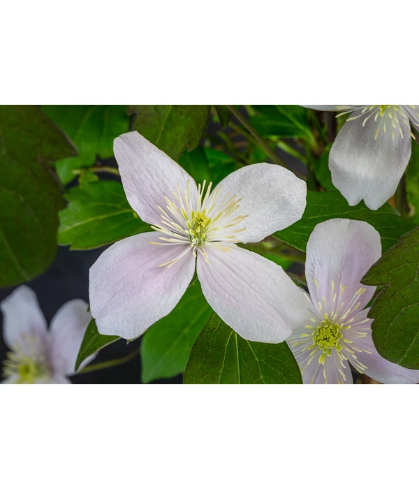 Anemonen-Waldrebe - Clematis – Bild 3
