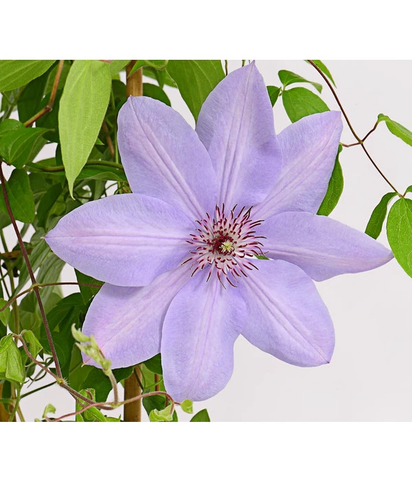 Waldrebe - Clematis, Rankhilfe – Bild 3