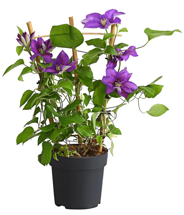 Waldrebe - Clematis, Rankhilfe – Bild 2