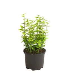 Spindelstrauch 'Emerald'n Gold'