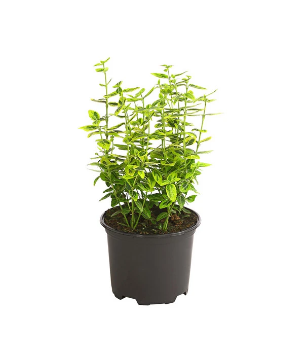 Spindelstrauch 'Emerald'n Gold'