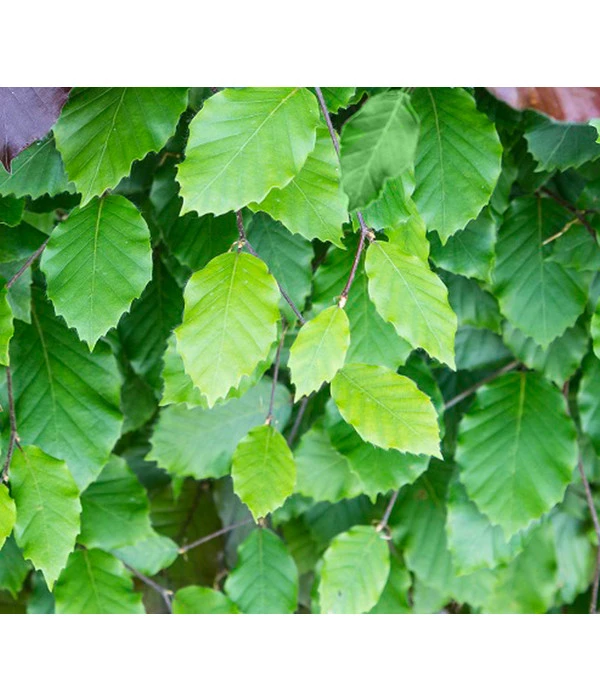 10 Meter Rotbuche, 50 X Ca. 100-125 Cm – Bild 4