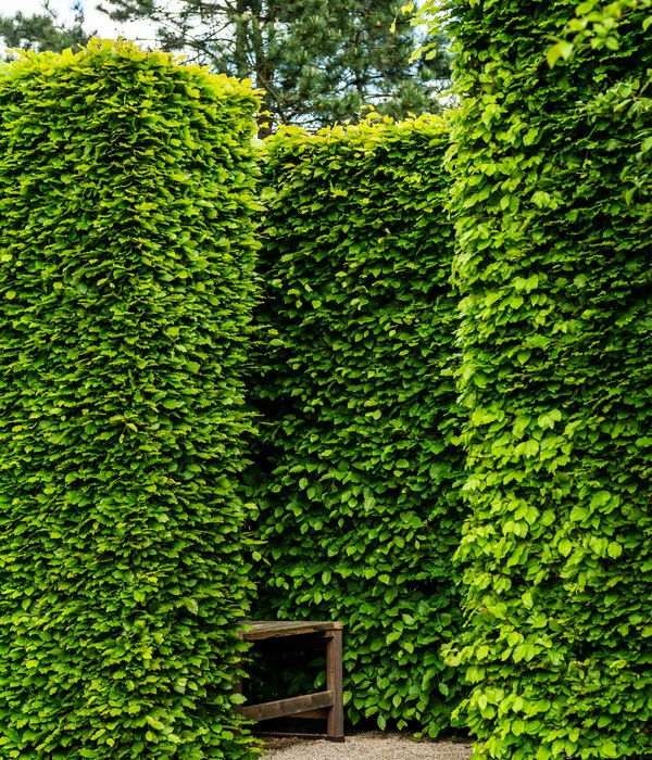 10 Meter Rotbuche, 50 X Ca. 100-125 Cm – Bild 3