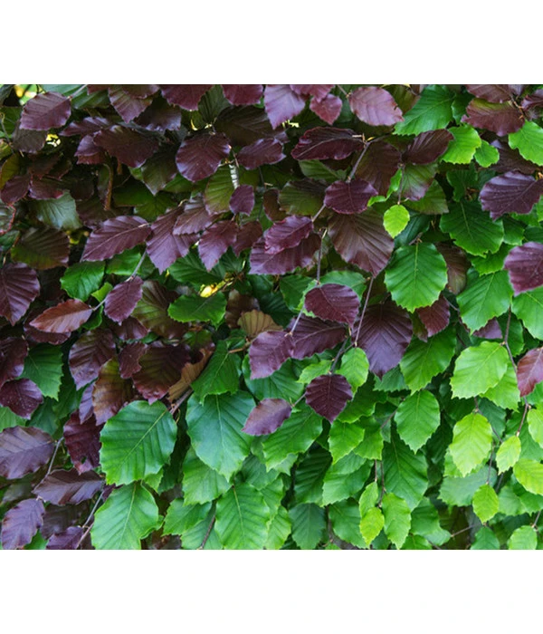 18 Meter Blutbuche 'Purpurea', 75 X Ca. 100-125 Cm – Bild 3