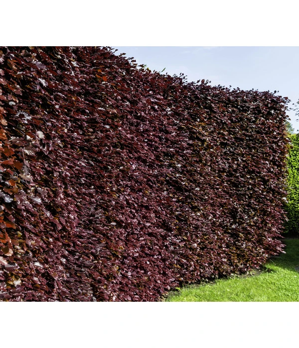 18 Meter Blutbuche 'Purpurea', 75 X Ca. 100-125 Cm – Bild 2