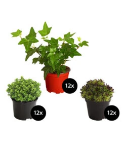 Grabpflanzen-Set Immergrün, 36-teilig