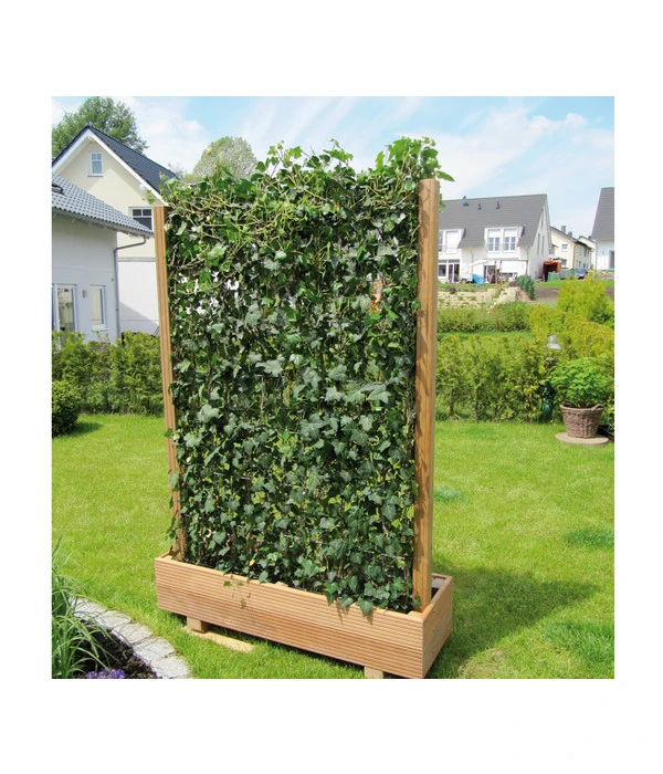 Hecke Am Laufenden Meter® 'Woerneri' - Efeu, Ca. 100 Cm – Bild 5