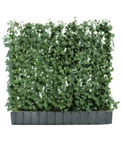 Hecke Am Laufenden Meter® 'Woerneri' - Efeu, Ca. 100 Cm